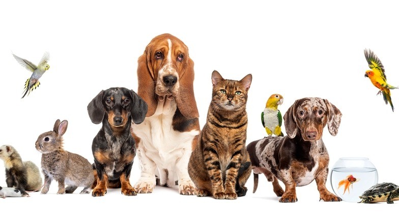 PET supplies